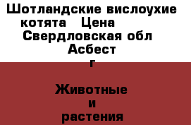 Шотландские вислоухие котята › Цена ­ 5 000 - Свердловская обл., Асбест г. Животные и растения » Кошки   